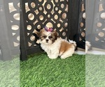 Lily - Female Shih Tzu Puppy for Sale - Small photo