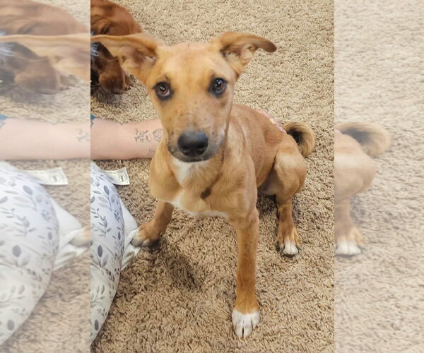 Medium Photo #2 Mutt Puppy For Sale in Amarillo, TX, USA