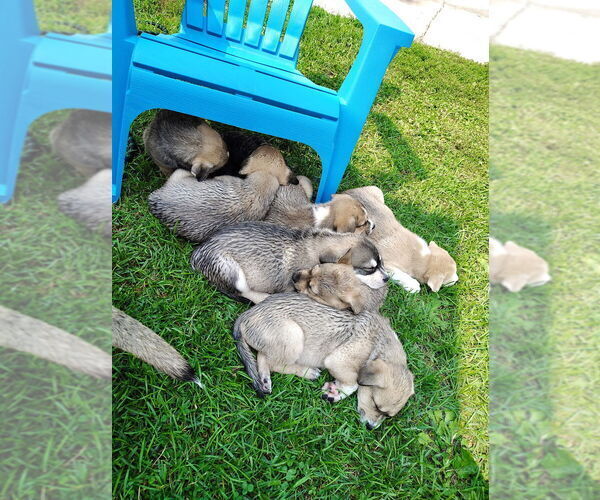 Medium Photo #1 American Pit Bull Terrier-Siberian Husky Mix Puppy For Sale in N FOND DU LAC, WI, USA