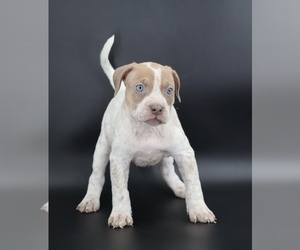 American Bully Puppy for sale in CHAMPAIGN, IL, USA