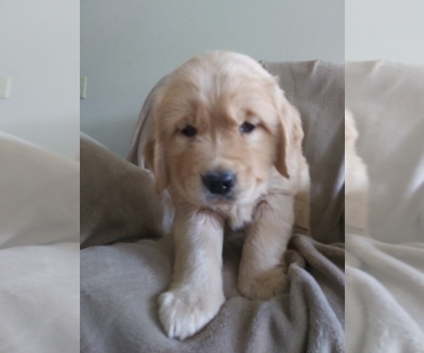 Medium Photo #1 Golden Retriever Puppy For Sale in LOWER SALEM, OH, USA