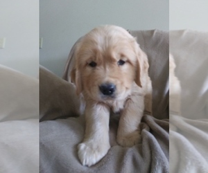 Golden Retriever Puppy for sale in LOWER SALEM, OH, USA