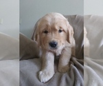 Small Photo #1 Golden Retriever Puppy For Sale in LOWER SALEM, OH, USA