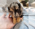 Small Photo #3 Dachshund Puppy For Sale in BLAIRSVILLE, PA, USA