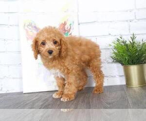 Poochon Puppy for sale in RED LION, PA, USA