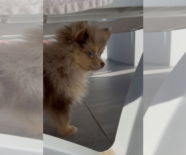 Medium Photo #2 Pomeranian Puppy For Sale in Miami, FL, USA