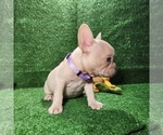 Small Photo #3 French Bulldog Puppy For Sale in MIRA LOMA, CA, USA