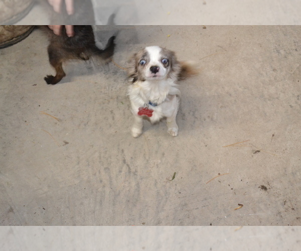 Full screen Photo #1 Chihuahua-Poodle (Toy) Mix Puppy For Sale in GREENWOOD, WI, USA