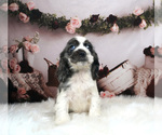 Small Photo #5 Cocker Spaniel Puppy For Sale in WARSAW, IN, USA