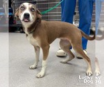 Small #1 Labrador Retriever Mix