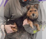 Small #4 Brussels Griffon Mix