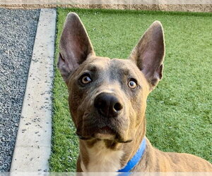 RUFF - Male Mutt Dog for Adoption - Photo #2