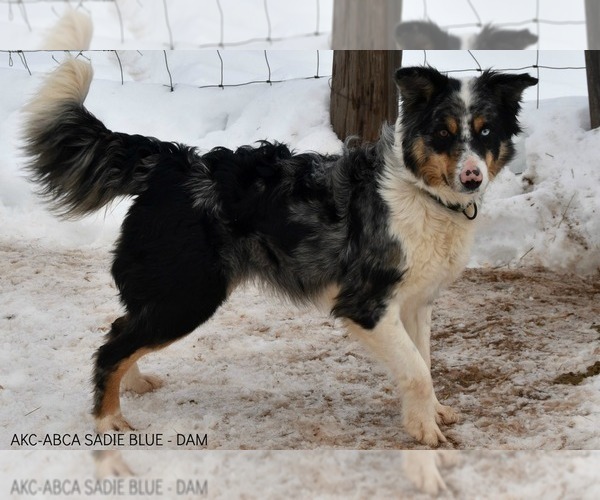 Medium Photo #1 Border Collie Puppy For Sale in WHITE SALMON, WA, USA