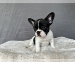 Small Photo #3 French Bulldog Puppy For Sale in NASHVILLE, TN, USA
