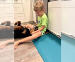 Small #3 Rottweiler Mix