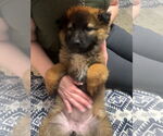 Small #1 German Shepherd Dog