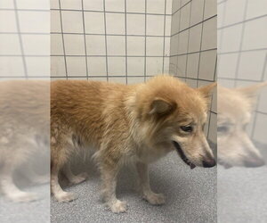 Siberian Husky-Unknown Mix Dogs for adoption in Pasadena, TX, USA