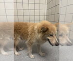 Small Siberian Husky Mix