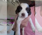 Small Photo #9 English Springer Spaniel Puppy For Sale in MARLOW, OK, USA