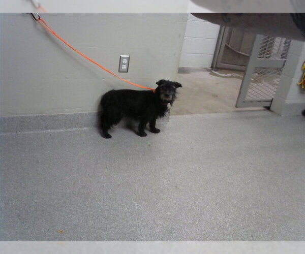 Medium Photo #1 Cairn Terrier-Miniature Schnauzer Mix Puppy For Sale in Pasadena, TX, USA