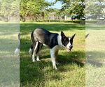 Small #3 Shollie