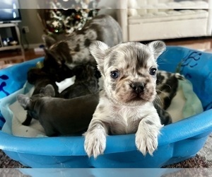 French Bulldog Puppy for sale in BEREA, KY, USA