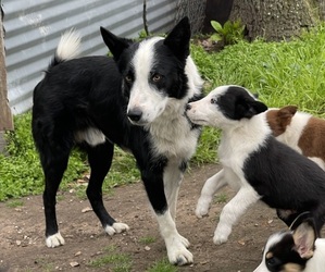 Father of the Border Collie puppies born on 01/17/2024