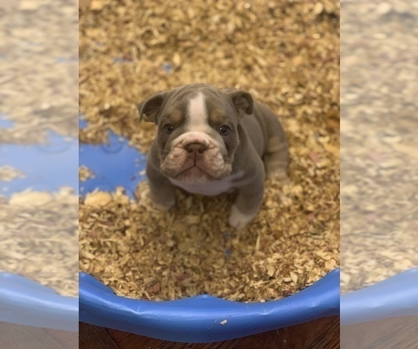 Medium Photo #2 English Bulldog Puppy For Sale in MANHATTAN, NY, USA