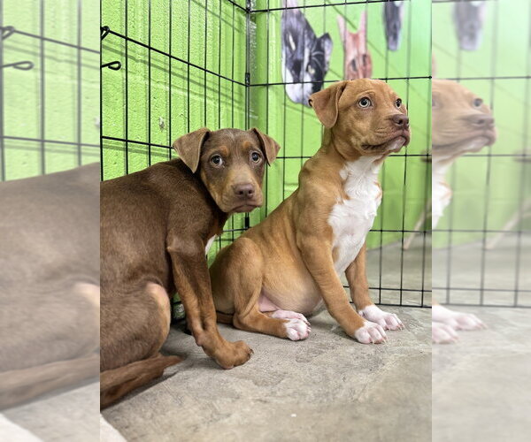 Medium Photo #7 Mutt Puppy For Sale in Elmsford, NY, USA