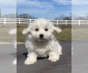 Coton de Tulear Puppy for sale in CANOGA, NY, USA