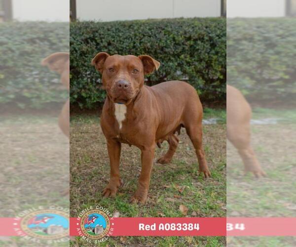 Medium Photo #2 American Pit Bull Terrier Puppy For Sale in Mobile, AL, USA