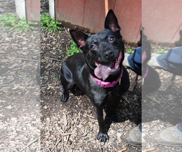 Medium Photo #3 Mutt Puppy For Sale in Rockaway, NJ, USA