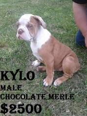 Olde English Bulldogge Puppy for sale in DERBY, KS, USA