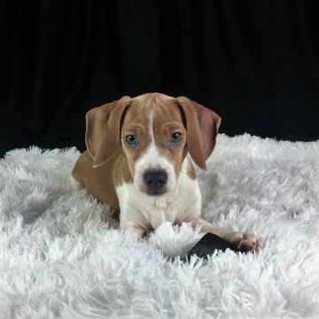 Medium Photo #4 Beagle Puppy For Sale in CHATTANOOGA, TN, USA