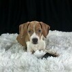 Small Photo #4 Beagle Puppy For Sale in CHATTANOOGA, TN, USA