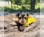 Small #8 Yorkshire Terrier