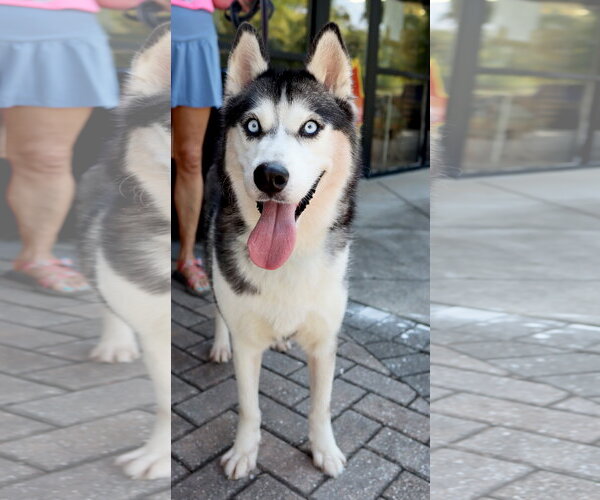 Medium Photo #5 Siberian Husky Puppy For Sale in Cumming, GA, USA