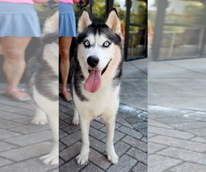 Emma - Female Siberian Husky Dog for Adoption - Photo #5
