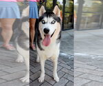 Small Photo #5 Siberian Husky Puppy For Sale in Cumming, GA, USA