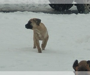 Mastiff Puppy for Sale in WILLOW RIVER, Minnesota USA