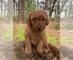 Puppy Brexton Poodle (Miniature)