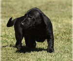 Small #9 Dachsador