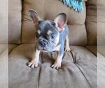 Small Photo #10 French Bulldog Puppy For Sale in POMPANO BEACH, FL, USA