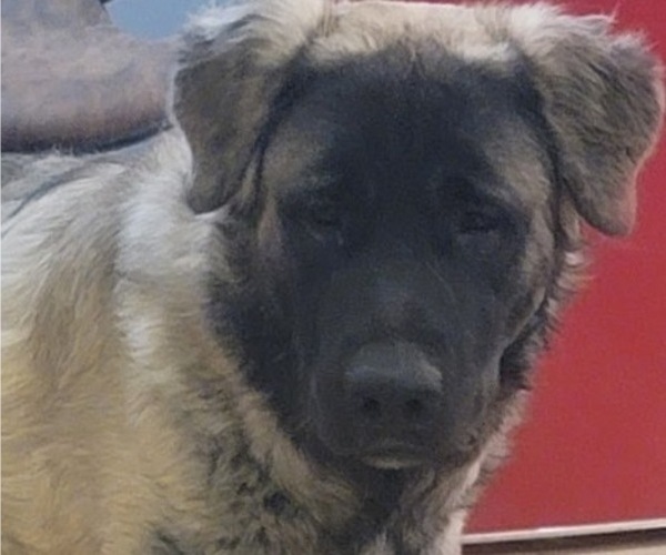 Medium Photo #1 Alaskan Malamute-Mastiff Mix Puppy For Sale in OMAHA, NE, USA