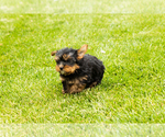 Small #4 Yorkshire Terrier