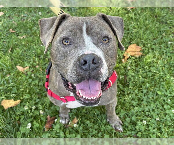 Medium Photo #3 Mutt Puppy For Sale in Ojai, CA, USA