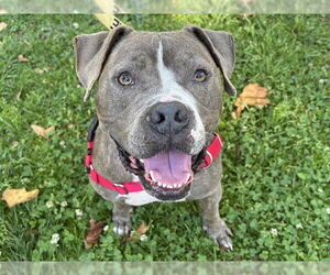 KNIGHT - Male Mutt Dog for Adoption - Photo #3