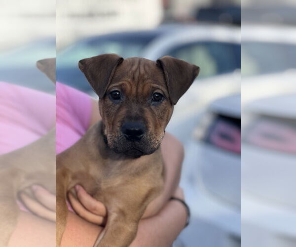 Medium Photo #3 Mutt Puppy For Sale in Dana Point, CA, USA