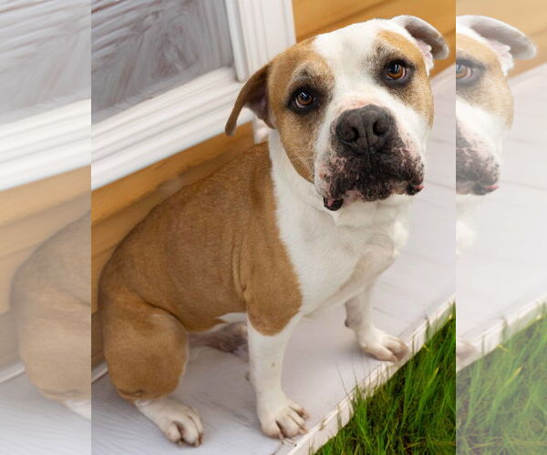 Medium Photo #2 American Pit Bull Terrier Puppy For Sale in Wilmington, NC, USA