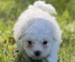 Small Photo #2 Bichpoo Puppy For Sale in MELROSE, FL, USA